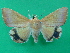  ( - KLM Lep 08868)  @13 [ ] CreativeCommons - Attribution Non-Commercial Share-Alike (2029) Christian Wieser Landesmuseum Kaernten