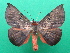  ( - KLM Lep 08869)  @11 [ ] CreativeCommons - Attribution Non-Commercial Share-Alike (2030) Christian Wieser Landesmuseum Kaernten