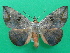  (Hypopyra malgassica - KLM Lep 08870)  @11 [ ] CreativeCommons - Attribution Non-Commercial Share-Alike (2031) Christian Wieser Landesmuseum Kaernten