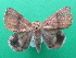  (Achaea dmoe - KLM Lep 08871)  @11 [ ] CreativeCommons - Attribution Non-Commercial Share-Alike (2032) Christian Wieser Landesmuseum Kaernten