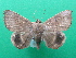  ( - KLM Lep 08872)  @11 [ ] CreativeCommons - Attribution Non-Commercial Share-Alike (2033) Christian Wieser Landesmuseum Kaernten