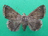  ( - KLM Lep 08873)  @11 [ ] CreativeCommons - Attribution Non-Commercial Share-Alike (2034) Christian Wieser Landesmuseum Kaernten