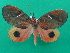  ( - KLM Lep 08874)  @11 [ ] CreativeCommons - Attribution Non-Commercial Share-Alike (2035) Christian Wieser Landesmuseum Kaernten