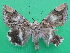  ( - KLM Lep 08875)  @11 [ ] CreativeCommons - Attribution Non-Commercial Share-Alike (2036) Christian Wieser Landesmuseum Kaernten