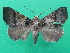  ( - KLM Lep 08889)  @11 [ ] CreativeCommons - Attribution Non-Commercial Share-Alike (2050) Christian Wieser Landesmuseum Kaernten