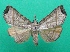  (Nyctennomos - KLM Lep 08890)  @11 [ ] CreativeCommons - Attribution Non-Commercial Share-Alike (2051) Christian Wieser Landesmuseum Kaernten