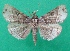  (Nyctennomos ungulata - KLM Lep 08891)  @11 [ ] CreativeCommons - Attribution Non-Commercial Share-Alike (2052) Christian Wieser Landesmuseum Kaernten