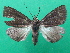  ( - KLM Lep 08896)  @11 [ ] CreativeCommons - Attribution Non-Commercial Share-Alike (2057) Christian Wieser Landesmuseum Kaernten