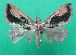  (Fodina insignis - KLM Lep 08910)  @11 [ ] CreativeCommons - Attribution Non-Commercial Share-Alike (2071) Christian Wieser Landesmuseum Kaernten