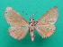  (Holoxanthina - KLM Lep 08917)  @11 [ ] CreativeCommons - Attribution Non-Commercial Share-Alike (2078) Christian Wieser Landesmuseum Kaernten