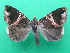  ( - KLM Lep 08935)  @11 [ ] CreativeCommons - Attribution Non-Commercial Share-Alike (2096) Christian Wieser Landesmuseum Kaernten