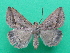  ( - KLM Lep 08941)  @11 [ ] CreativeCommons - Attribution Non-Commercial Share-Alike (2102) Christian Wieser Landesmuseum Kaernten