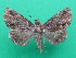  ( - KLM Lep 08944)  @11 [ ] CreativeCommons - Attribution Non-Commercial Share-Alike (2105) Christian Wieser Landesmuseum Kaernten