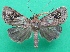  (Plecoptera lacinia - KLM Lep 08947)  @11 [ ] CreativeCommons - Attribution Non-Commercial Share-Alike (2108) Christian Wieser Landesmuseum Kaernten