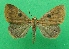  (Plecoptera fletcherana - KLM Lep 08985)  @13 [ ] CreativeCommons - Attribution Non-Commercial Share-Alike (2051) Christian Wieser Landesmuseum Kaernten