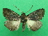  ( - KLM Lep 09101)  @11 [ ] CreativeCommons - Attribution Non-Commercial Share-Alike (2072) Christian Wieser Landesmuseum Kaernten