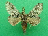  (Desmeocraera robustior - KLM Lep 09129)  @11 [ ] CreativeCommons - Attribution Non-Commercial Share-Alike (2100) Christian Wieser Landesmuseum Kaernten