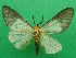  ( - KLM Lep 09133)  @11 [ ] CreativeCommons - Attribution Non-Commercial Share-Alike (2104) Christian Wieser Landesmuseum Kaernten