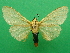  (Spilosoma nigrocincta - KLM Lep 09142)  @11 [ ] CreativeCommons - Attribution Non-Commercial Share-Alike (2018) Christian Wieser Landesmuseum Kaernten
