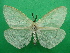  (Ogoa melanocera - KLM Lep 09190)  @11 [ ] CreativeCommons - Attribution Non-Commercial Share-Alike (2066) Christian Wieser Landesmuseum Kaernten