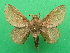  ( - KLM Lep 09194)  @13 [ ] CreativeCommons - Attribution Non-Commercial Share-Alike (2070) Christian Wieser Landesmuseum Kaernten
