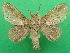  ( - KLM Lep 09196)  @13 [ ] CreativeCommons - Attribution Non-Commercial Share-Alike (2072) Christian Wieser Landesmuseum Kaernten