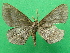  (Aphilopota umbrata - KLM Lep 09240)  @11 [ ] CreativeCommons - Attribution Non-Commercial Share-Alike (2021) Christian Wieser Landesmuseum Kaernten