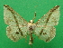  ( - KLM Lep 09241)  @13 [ ] CreativeCommons - Attribution Non-Commercial Share-Alike (2022) Christian Wieser Landesmuseum Kaernten