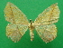  (Epigynopteryx silvestris - KLM Lep 09242)  @11 [ ] CreativeCommons - Attribution Non-Commercial Share-Alike (2023) Christian Wieser Landesmuseum Kaernten