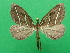  ( - KLM Lep 09261)  @11 [ ] CreativeCommons - Attribution Non-Commercial Share-Alike (2042) Christian Wieser Landesmuseum Kaernten