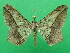  ( - KLM Lep 09263)  @11 [ ] CreativeCommons - Attribution Non-Commercial Share-Alike (2044) Christian Wieser Landesmuseum Kaernten