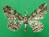  ( - KLM Lep 09277)  @13 [ ] CreativeCommons - Attribution Non-Commercial Share-Alike (2058) Christian Wieser Landesmuseum Kaernten