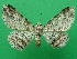  ( - KLM Lep 09278)  @15 [ ] CreativeCommons - Attribution Non-Commercial Share-Alike (2059) Christian Wieser Landesmuseum Kaernten
