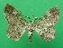  ( - KLM Lep 09281)  @13 [ ] CreativeCommons - Attribution Non-Commercial Share-Alike (2062) Christian Wieser Landesmuseum Kaernten