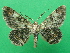  (Cleora legrasi - KLM Lep 09283)  @15 [ ] CreativeCommons - Attribution Non-Commercial Share-Alike (2064) Christian Wieser Landesmuseum Kaernten