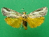  (Sindris sganzini - KLM Lep 09332)  @13 [ ] CreativeCommons - Attribution Non-Commercial Share-Alike (2017) Christian Wieser Landesmuseum Kaernten