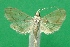  (Lygropia leucophanalis - KLM Lep 09376)  @11 [ ] CreativeCommons - Attribution Non-Commercial Share-Alike (2017) Christian Wieser Landesmuseum Kaernten