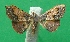  ( - KLM Lep 09392)  @11 [ ] CreativeCommons - Attribution Non-Commercial Share-Alike (2017) Christian Wieser Landesmuseum Kaernten
