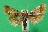  ( - KLM Lep 09395)  @11 [ ] CreativeCommons - Attribution Non-Commercial Share-Alike (2017) Christian Wieser Landesmuseum Kaernten