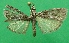  ( - KLM Lep 09412)  @13 [ ] CreativeCommons - Attribution Non-Commercial Share-Alike (2017) Christian Wieser Landesmuseum Kaernten