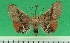  (Andrianam - KLM Lep 09511)  @11 [ ] CreativeCommons - Attribution Non-Commercial Share-Alike (2017) Christian Wieser Landesmuseum Kaernten