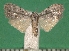  ( - KLM Lep 09528)  @11 [ ] CreativeCommons - Attribution Non-Commercial Share-Alike (2017) Christian Wieser Landesmuseum Kaernten