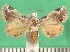  ( - KLM Lep 09559)  @11 [ ] CreativeCommons - Attribution Non-Commercial Share-Alike (2017) Christian Wieser Landesmuseum Kaernten