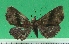  ( - KLM Lep 09563)  @11 [ ] CreativeCommons - Attribution Non-Commercial Share-Alike (2017) Christian Wieser Landesmuseum Kaernten