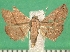  (Eublemma aurantiaca - KLM Lep 09575)  @11 [ ] CreativeCommons - Attribution Non-Commercial Share-Alike (2017) Christian Wieser Landesmuseum Kaernten