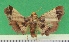  (Zitha radamalis - KLM Lep 09596)  @11 [ ] CreativeCommons - Attribution Non-Commercial Share-Alike (2017) Christian Wieser Landesmuseum Kaernten