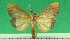  (Dichocrocis catalalis - KLM Lep 09605)  @11 [ ] CreativeCommons - Attribution Non-Commercial Share-Alike (2017) Christian Wieser Landesmuseum Kaernten