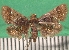  ( - KLM Lep 09631)  @11 [ ] CreativeCommons - Attribution Non-Commercial Share-Alike (2017) Christian Wieser Landesmuseum Kaernten
