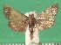  (Goateria adelinae - KLM Lep 09635)  @11 [ ] CreativeCommons - Attribution Non-Commercial Share-Alike (2017) Christian Wieser Landesmuseum Kaernten