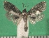  ( - KLM Lep 09675)  @11 [ ] CreativeCommons - Attribution Non-Commercial Share-Alike (2017) Christian Wieser Landesmuseum Kaernten